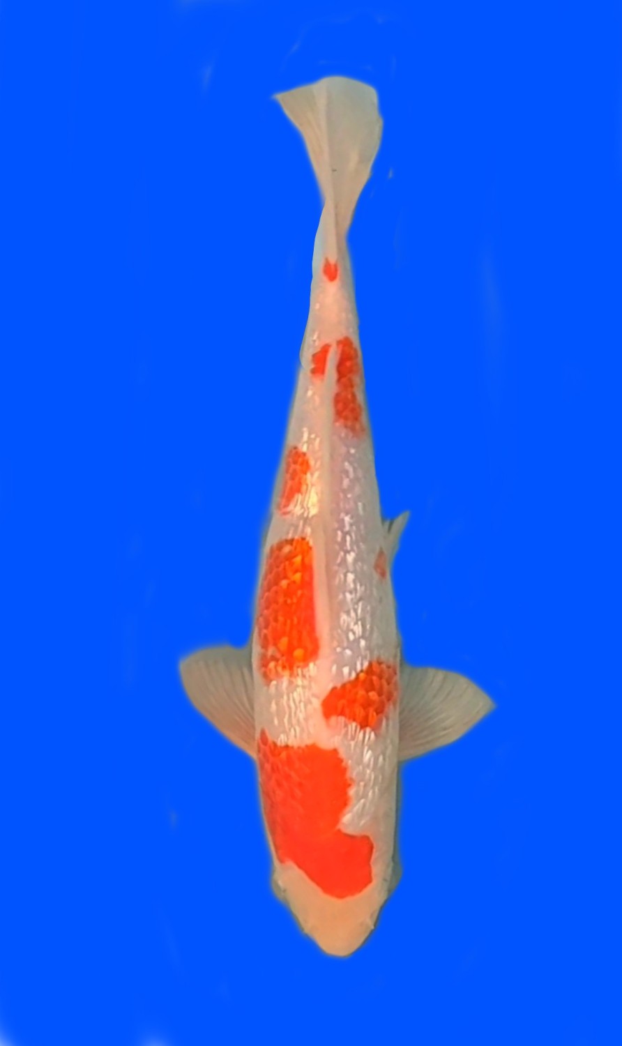 Juara 4