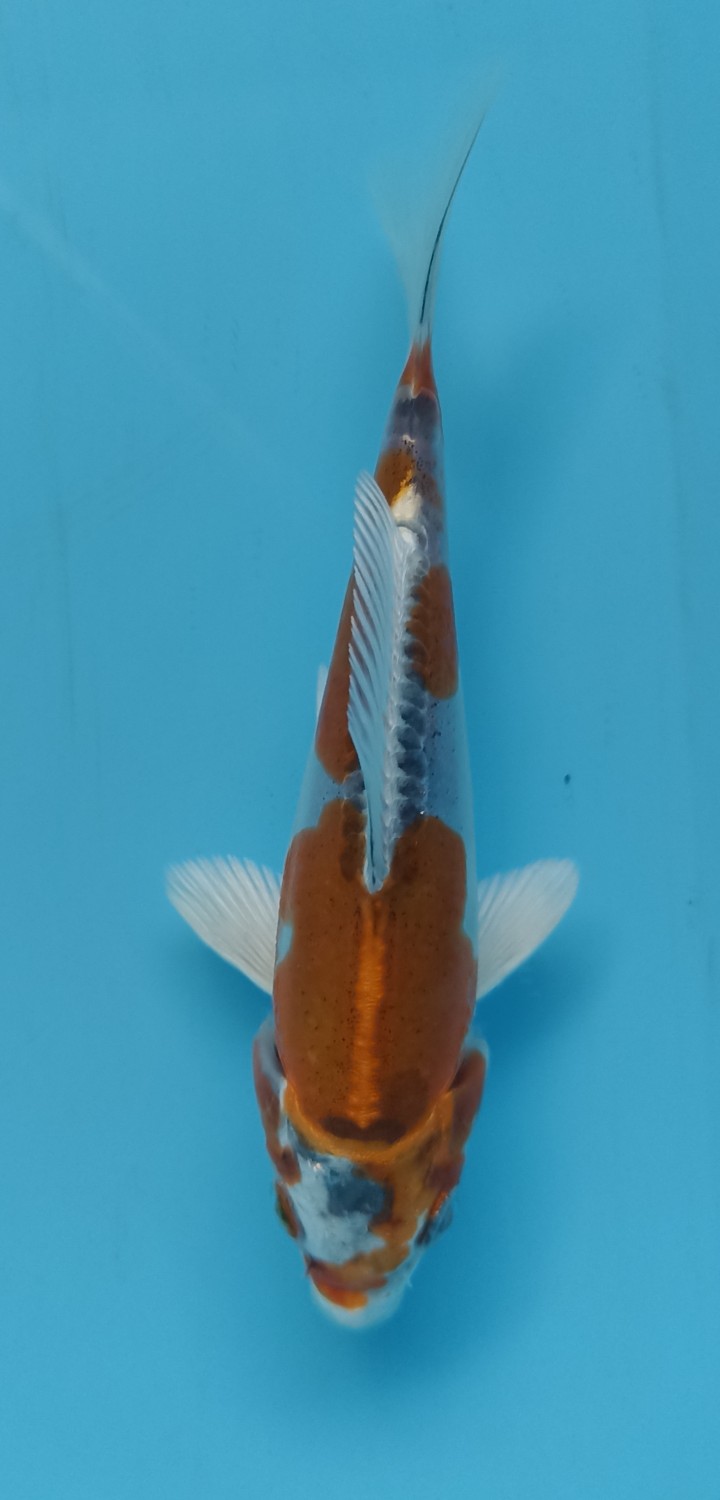 Juara 5