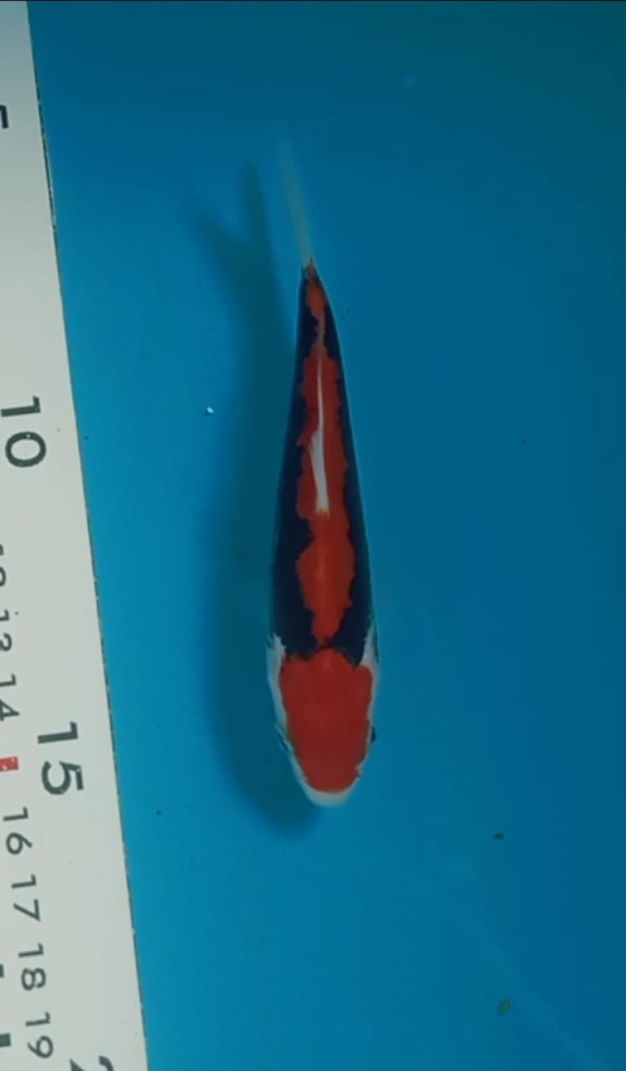 Juara 1