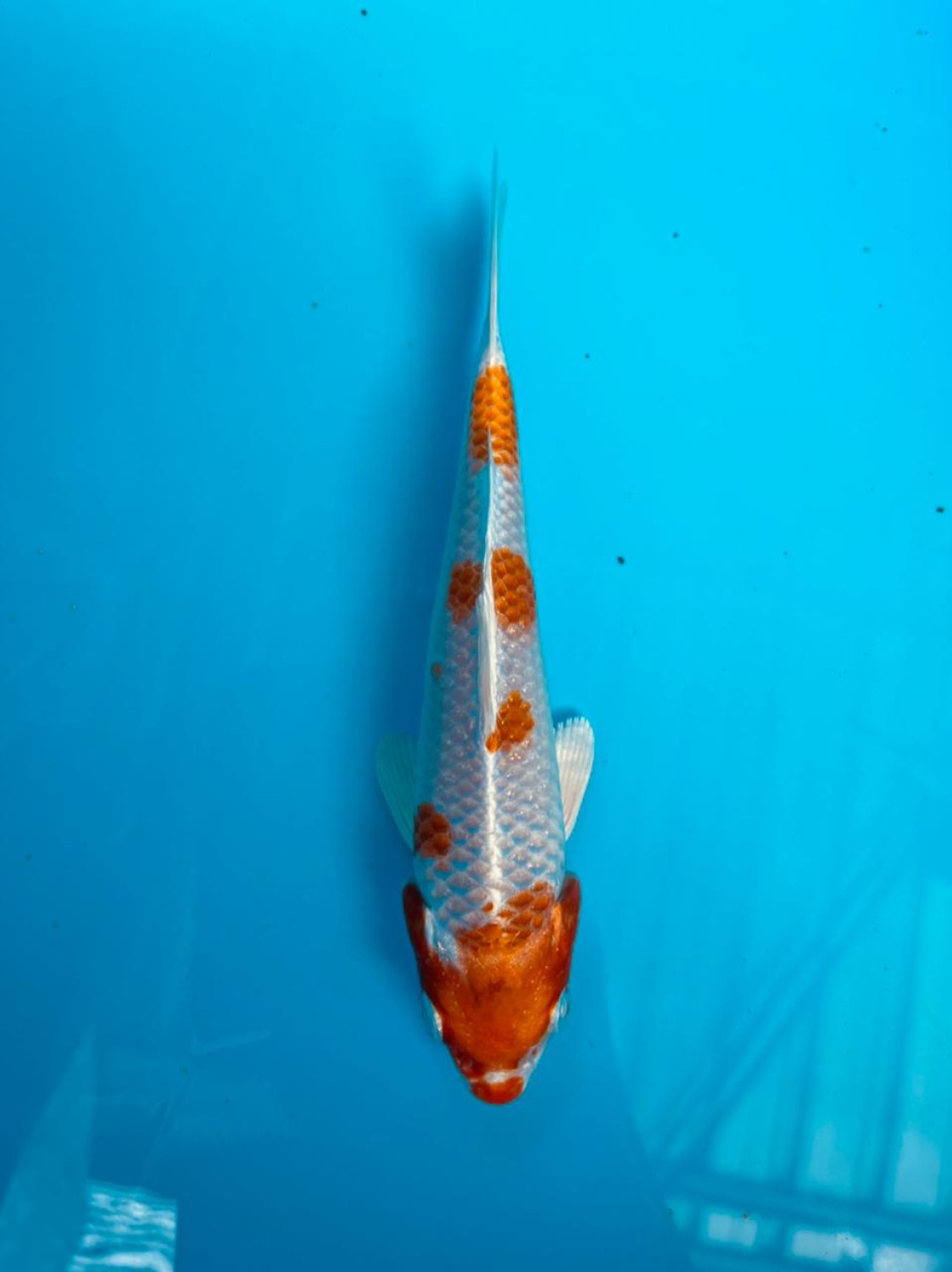 Juara 5