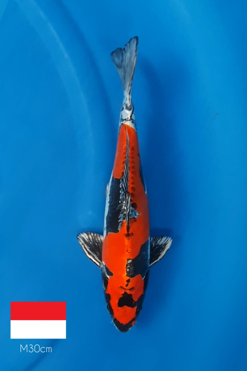 Juara 1