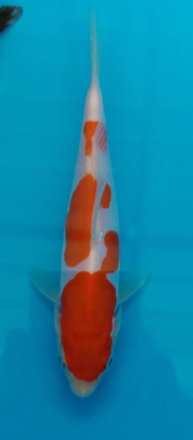 Juara 5
