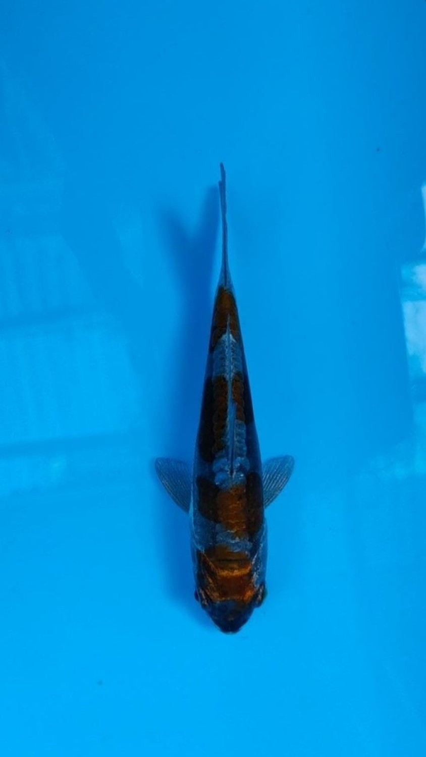 Juara 1