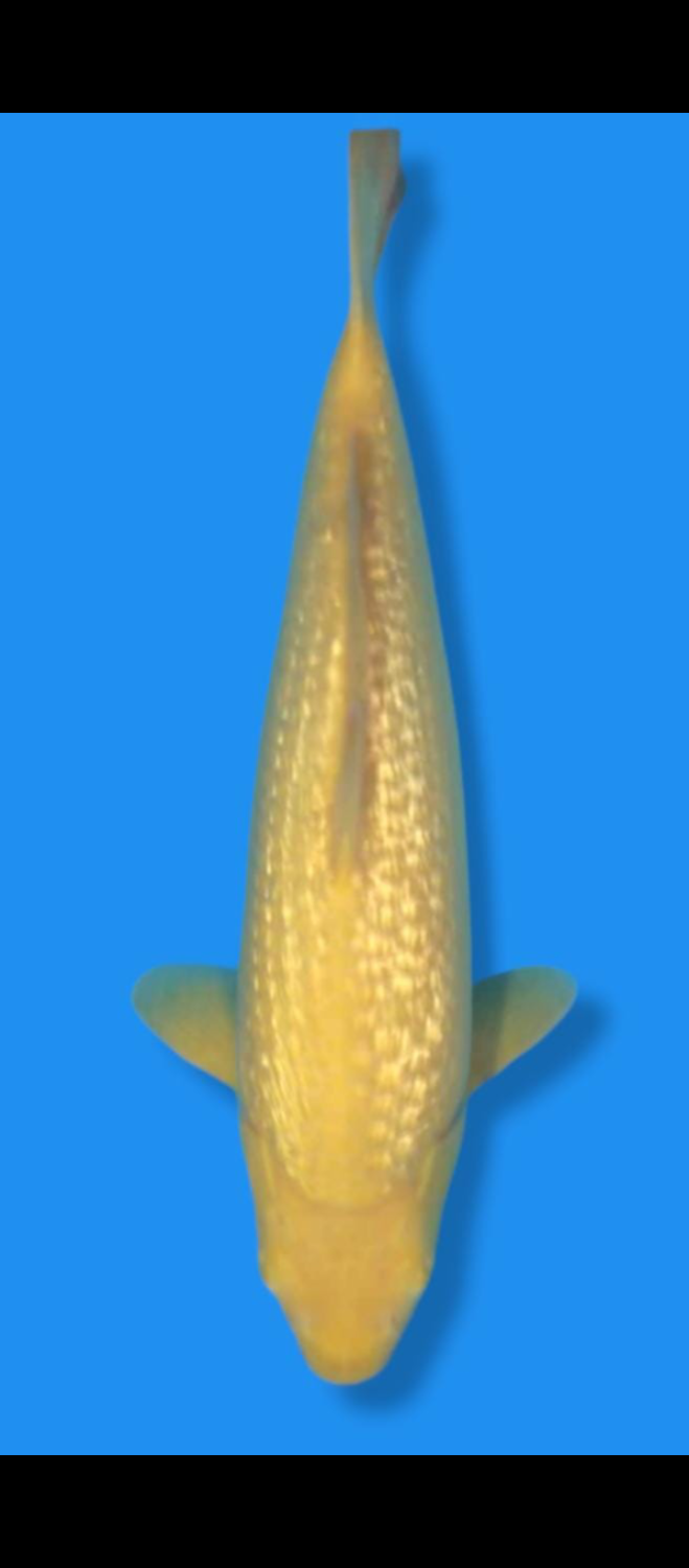 Juara 2