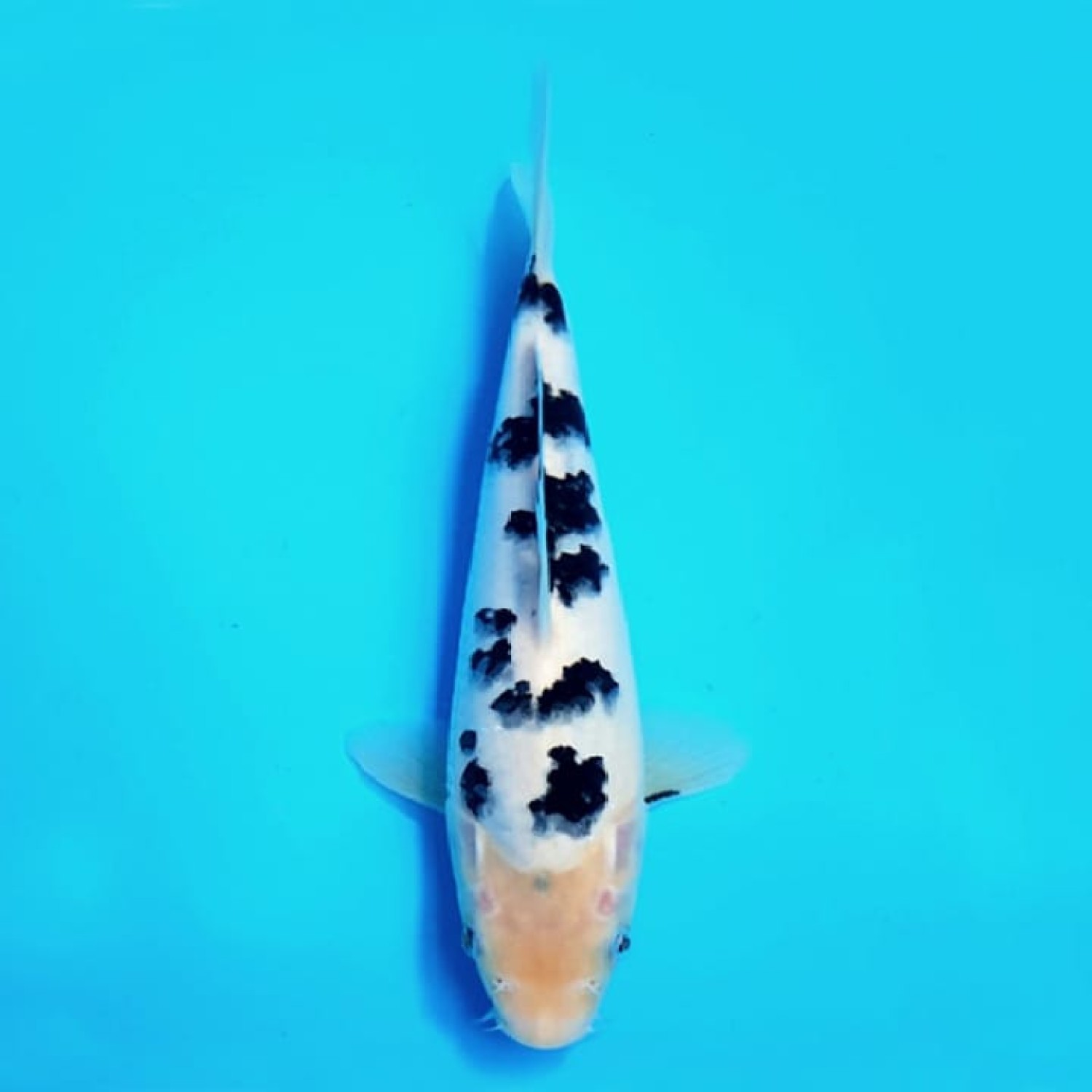 Juara 1