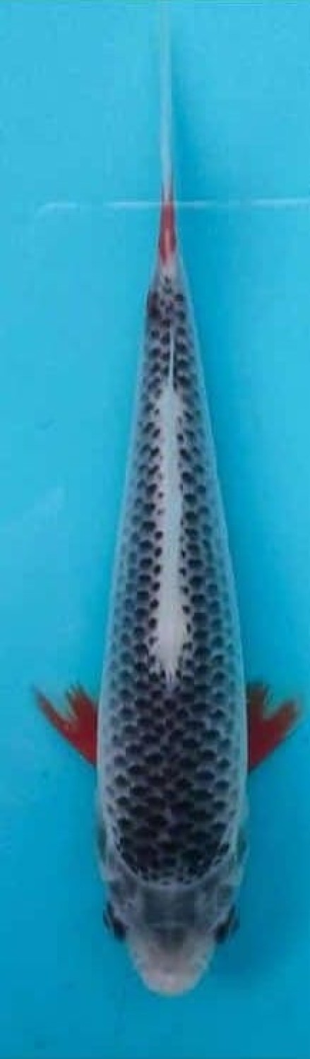 Juara 2