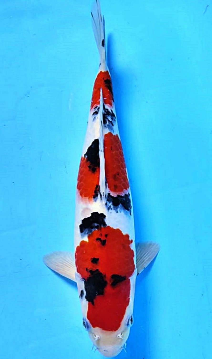 Juara 4