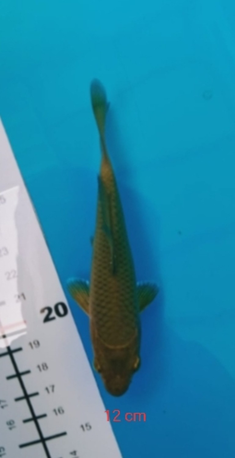 Juara 2