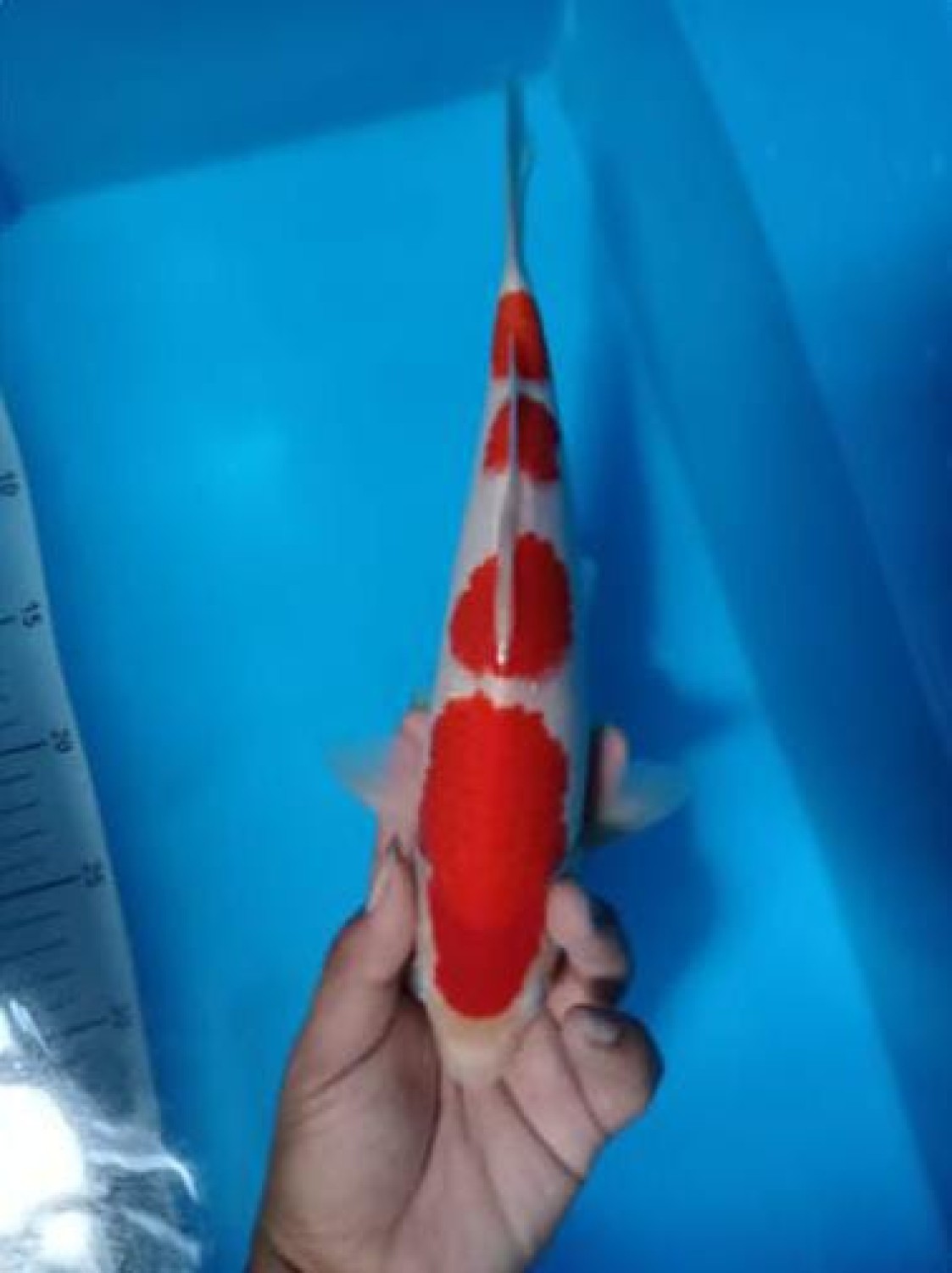 Best In Size A 26-30 Cm