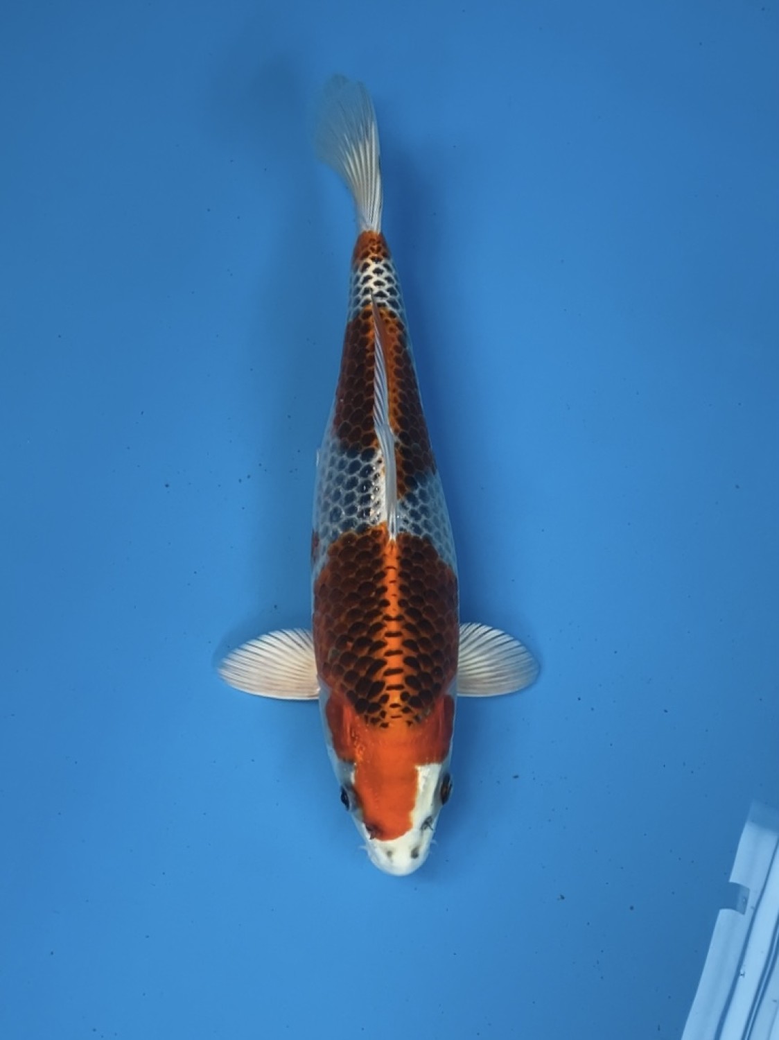 Juara 2