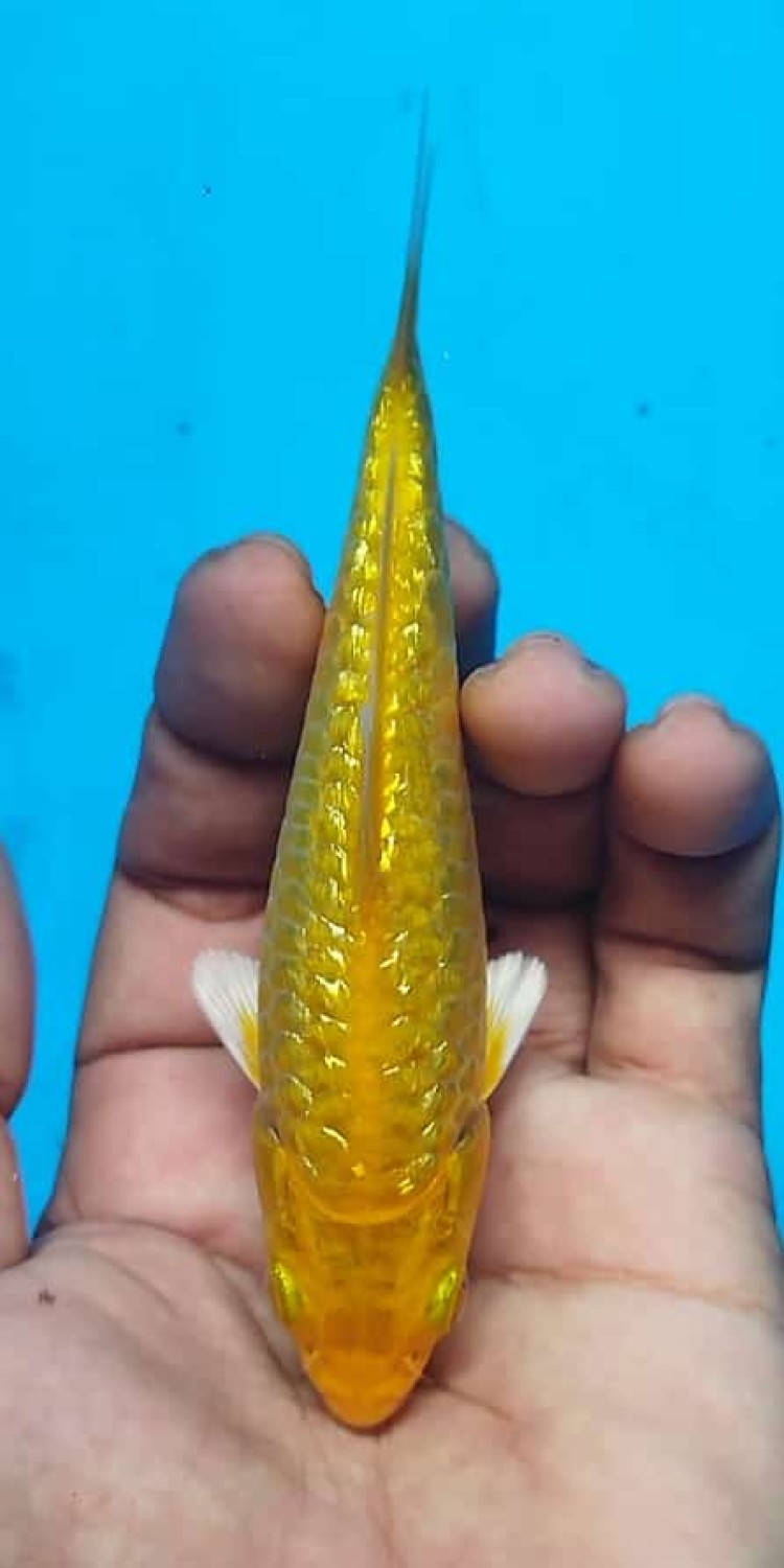 Juara 2