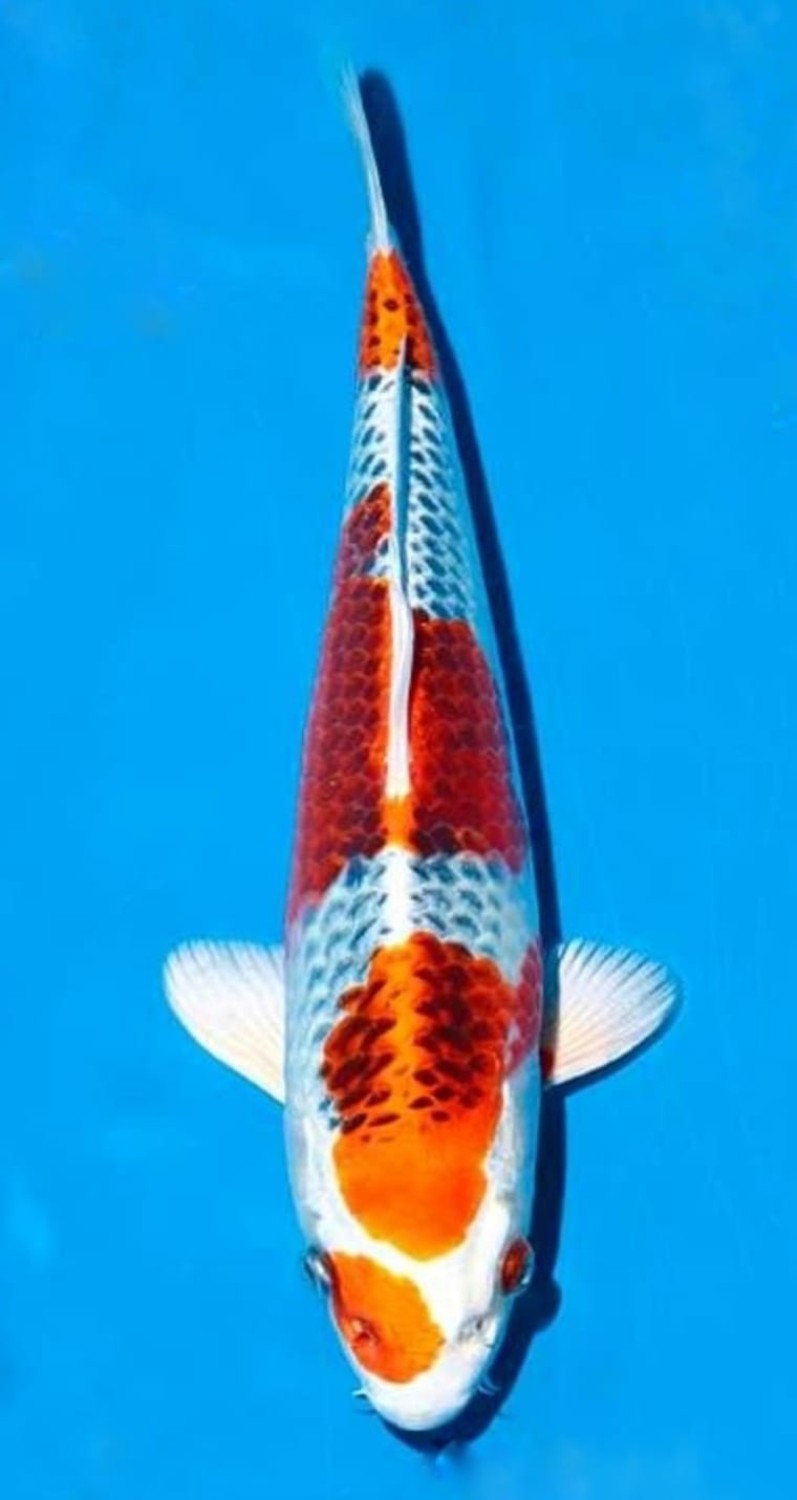 Juara 2