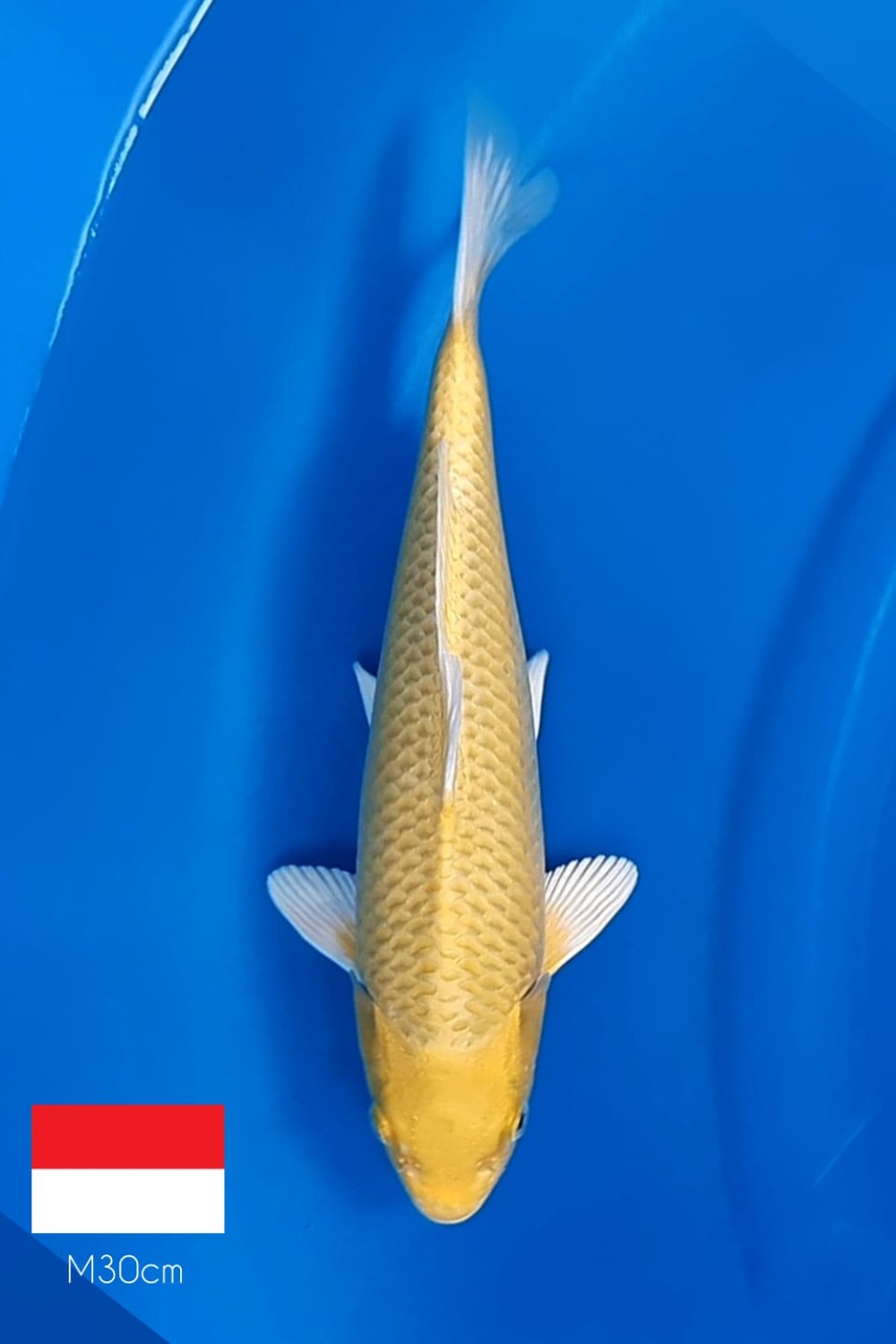 Juara 1