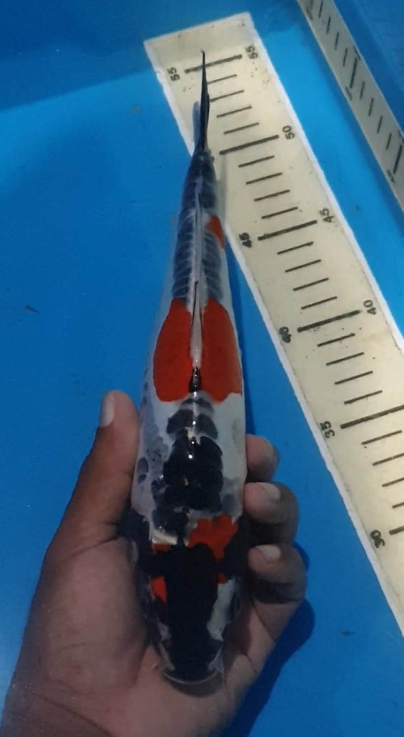 Juara 2
