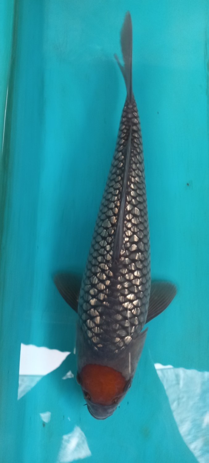 Juara 1