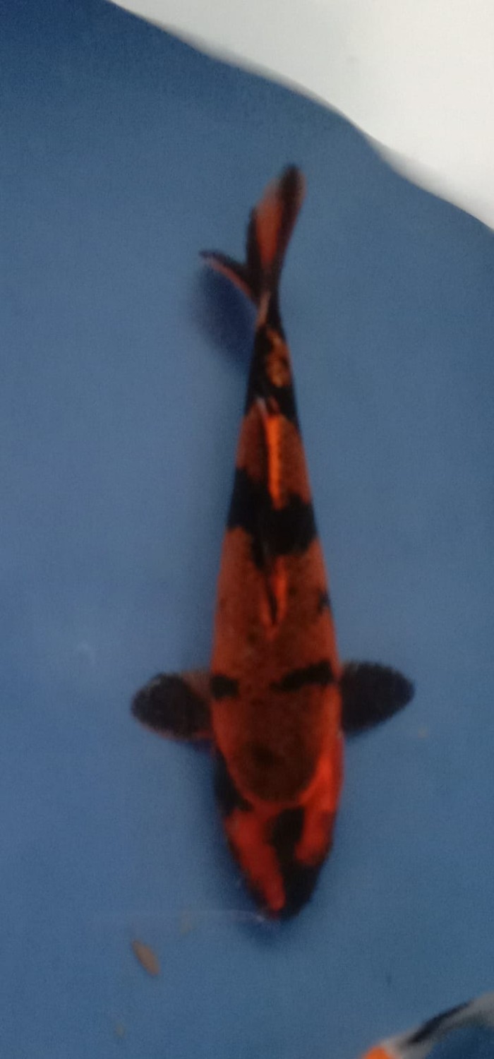 Juara 5