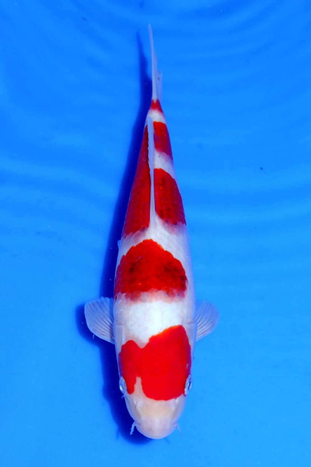 Juara 5