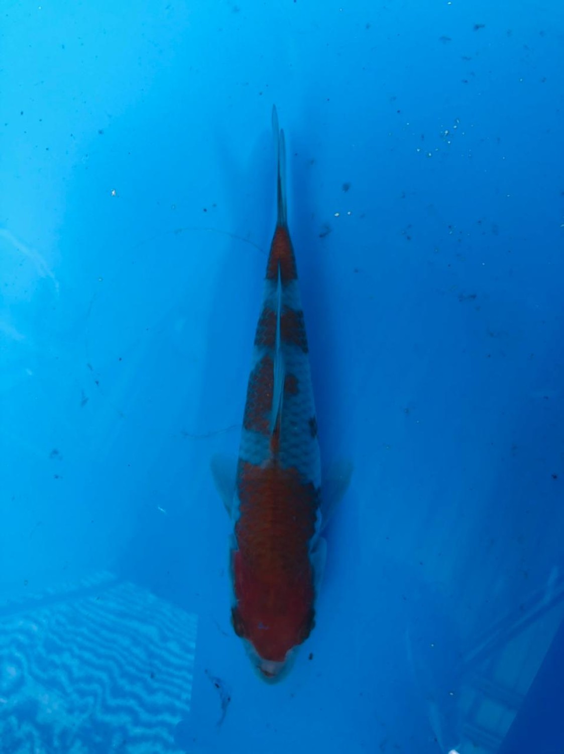 Juara 5