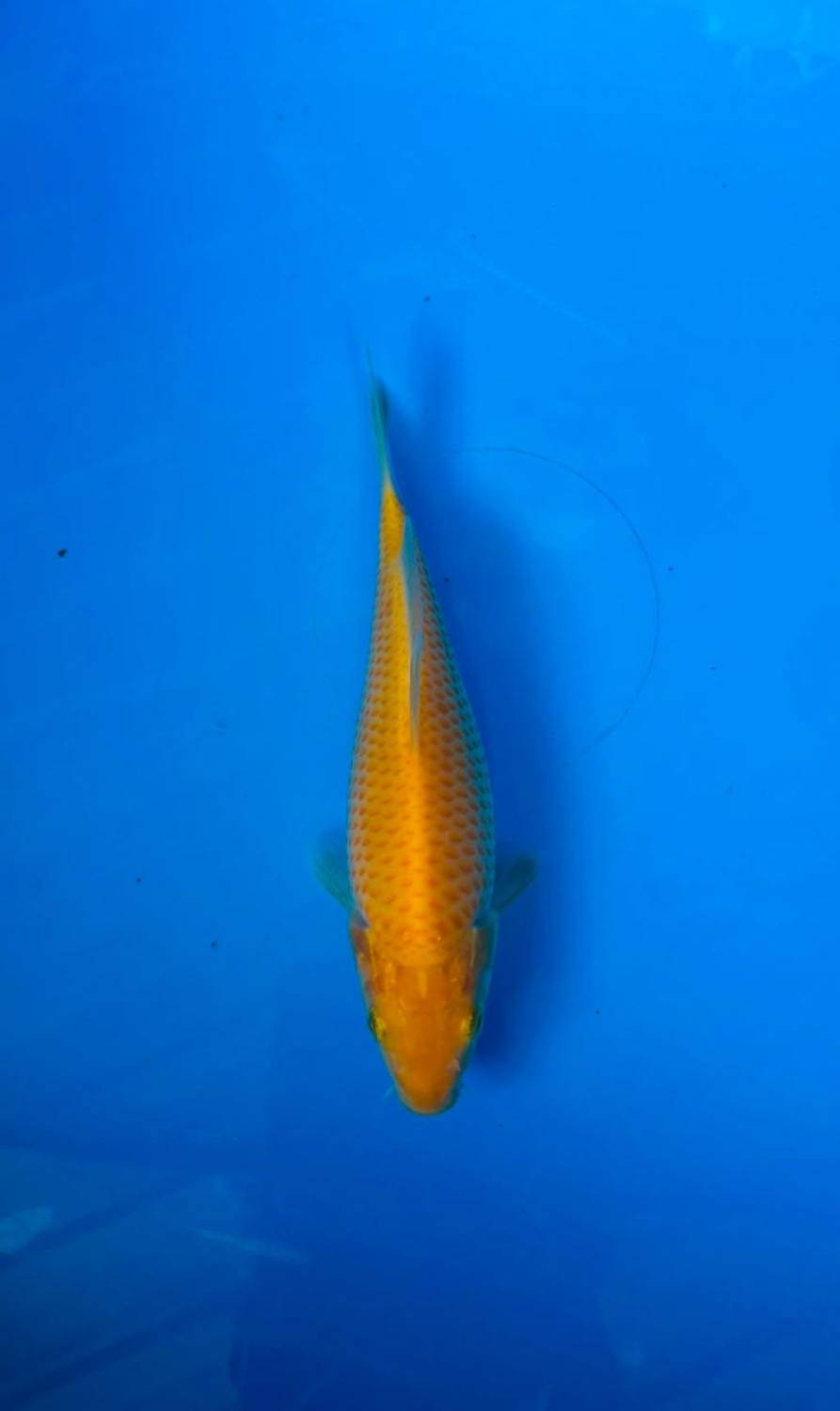 Juara 1