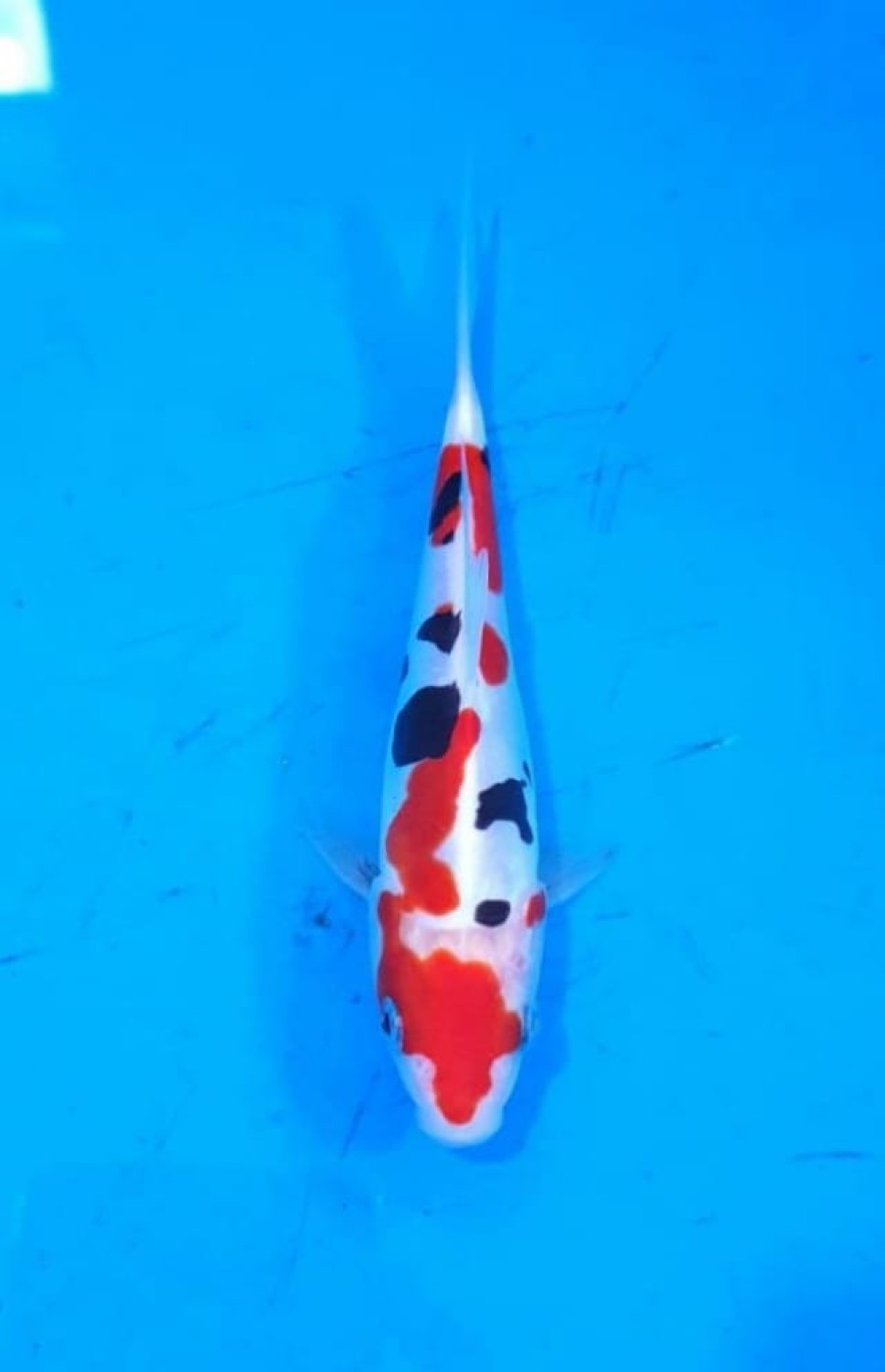 Juara 5