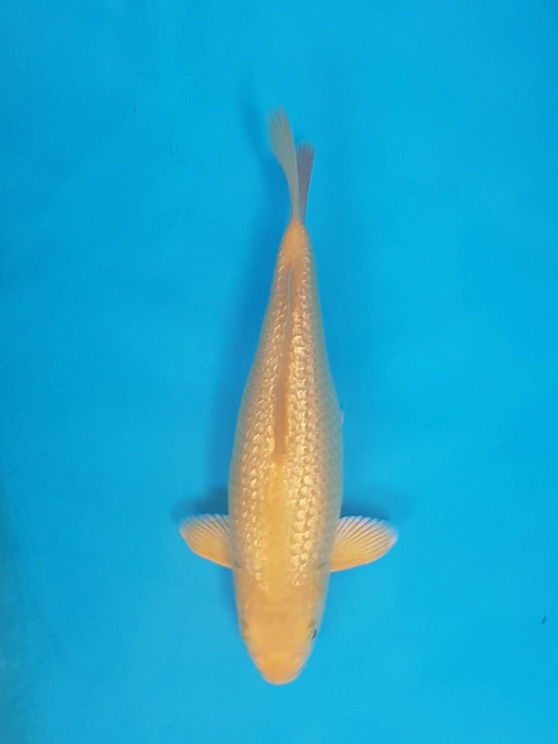 Juara 5