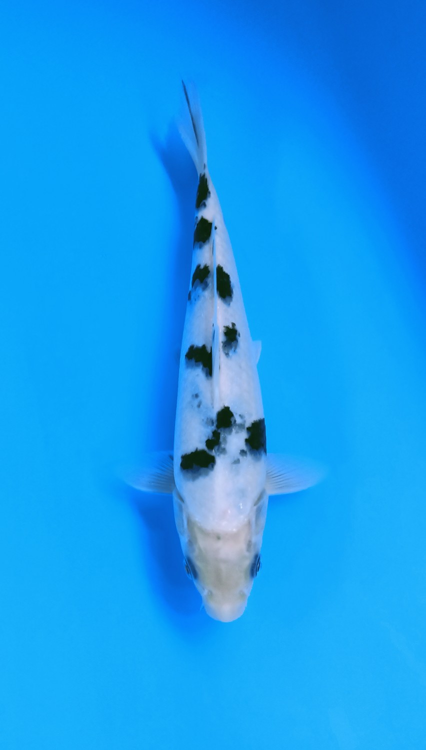 Juara 5