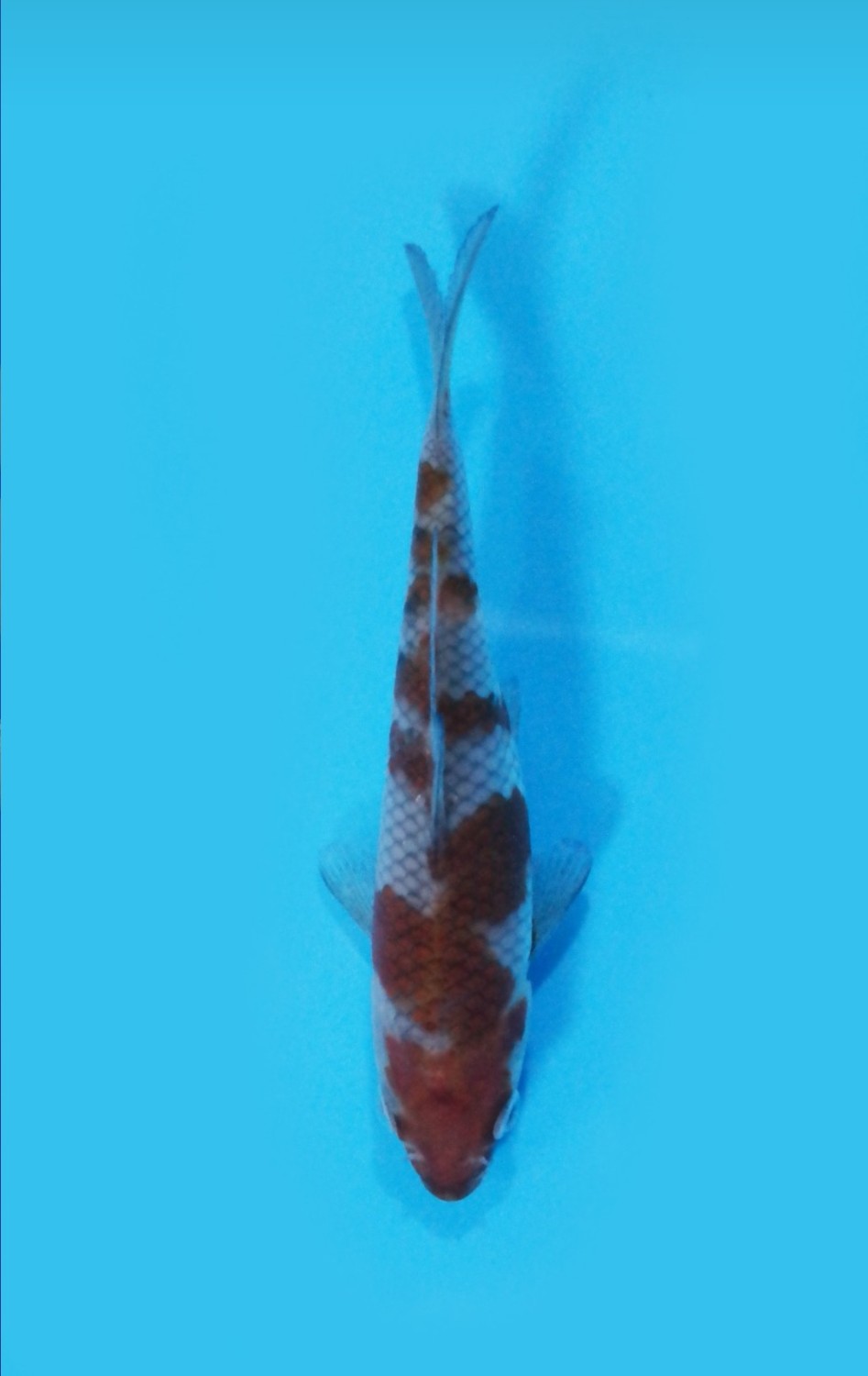 Juara 1