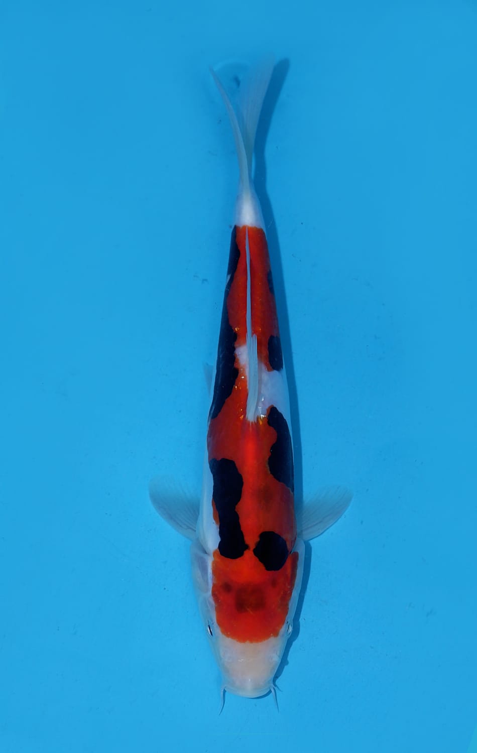 Juara 5