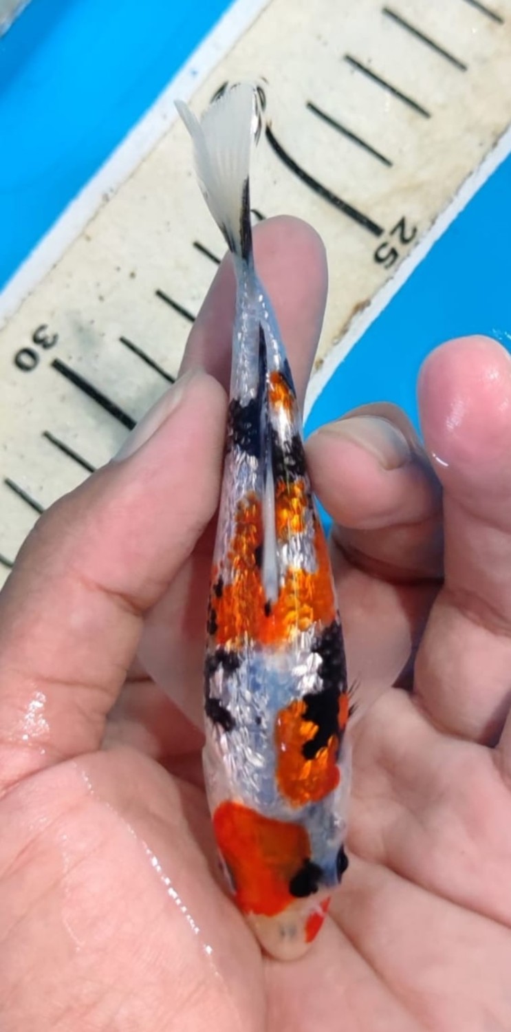 Best In Size B 13-15 Cm