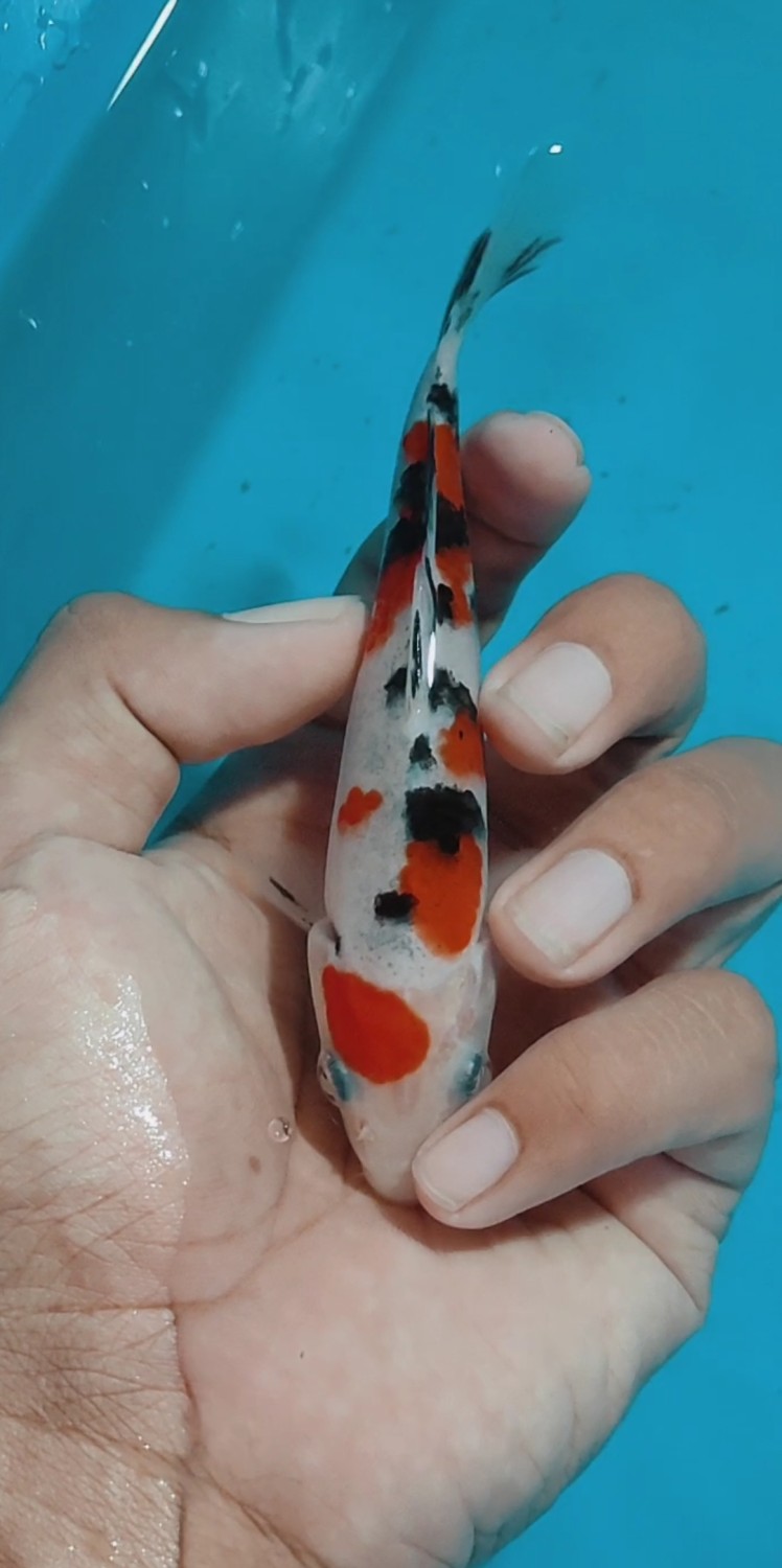 Juara 4