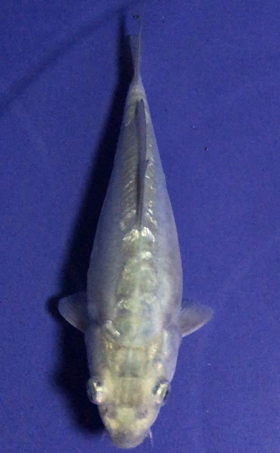Juara 3