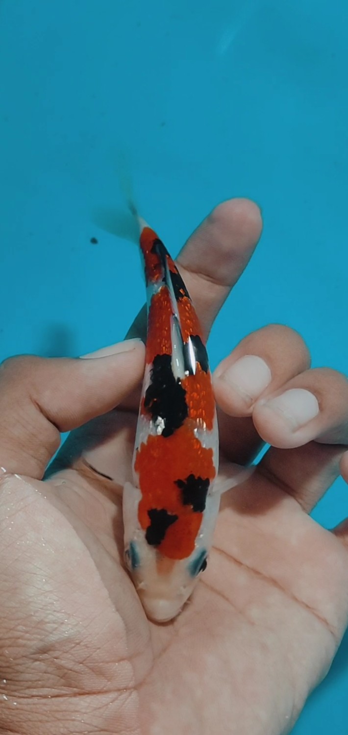 Juara 1