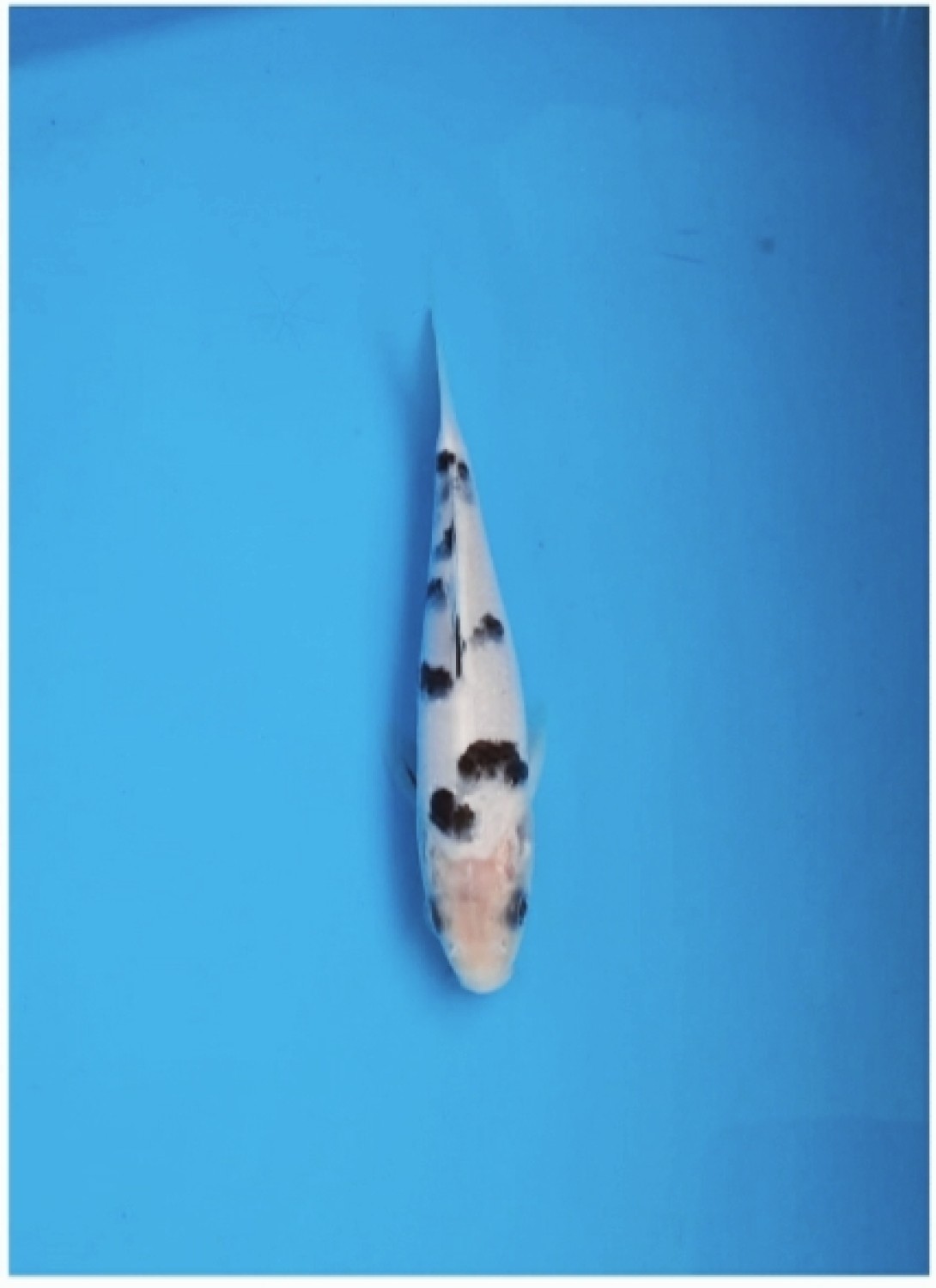 Best In Size D 13-15 Cm