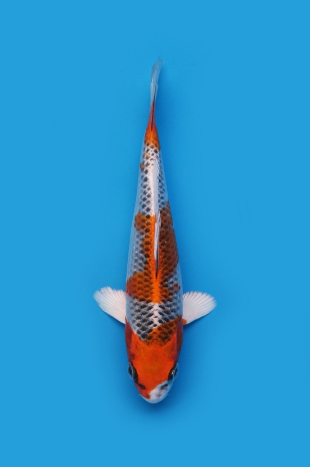 Juara 2