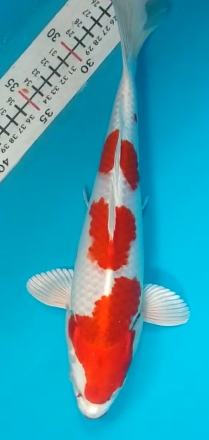 Juara 4