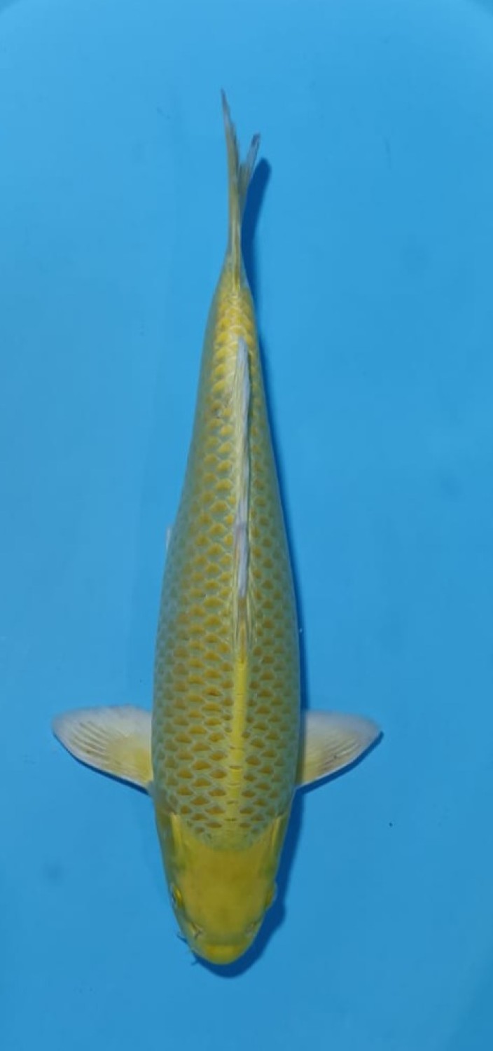 Juara 2