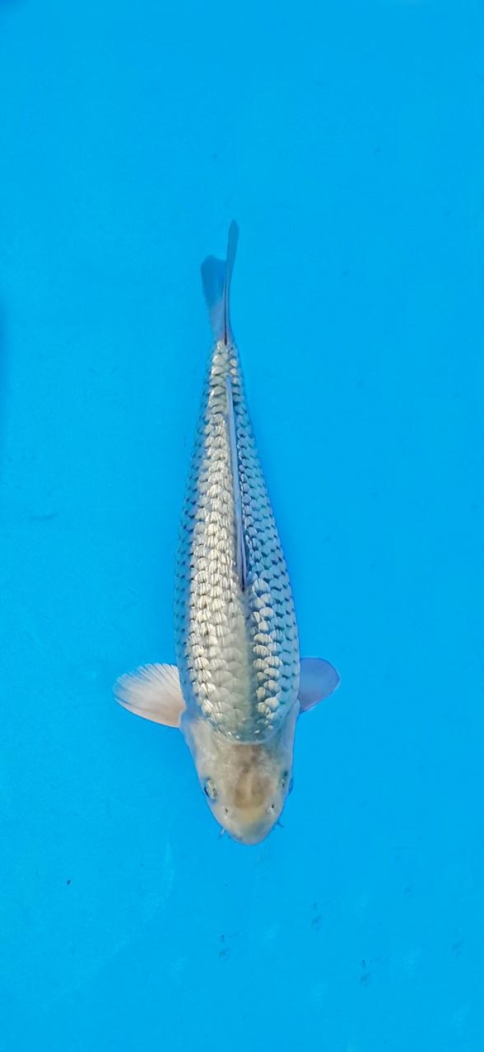 Juara 3