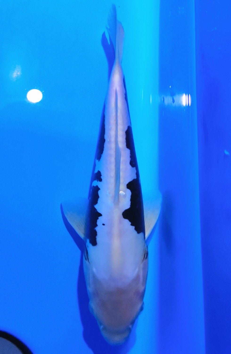 Juara 2