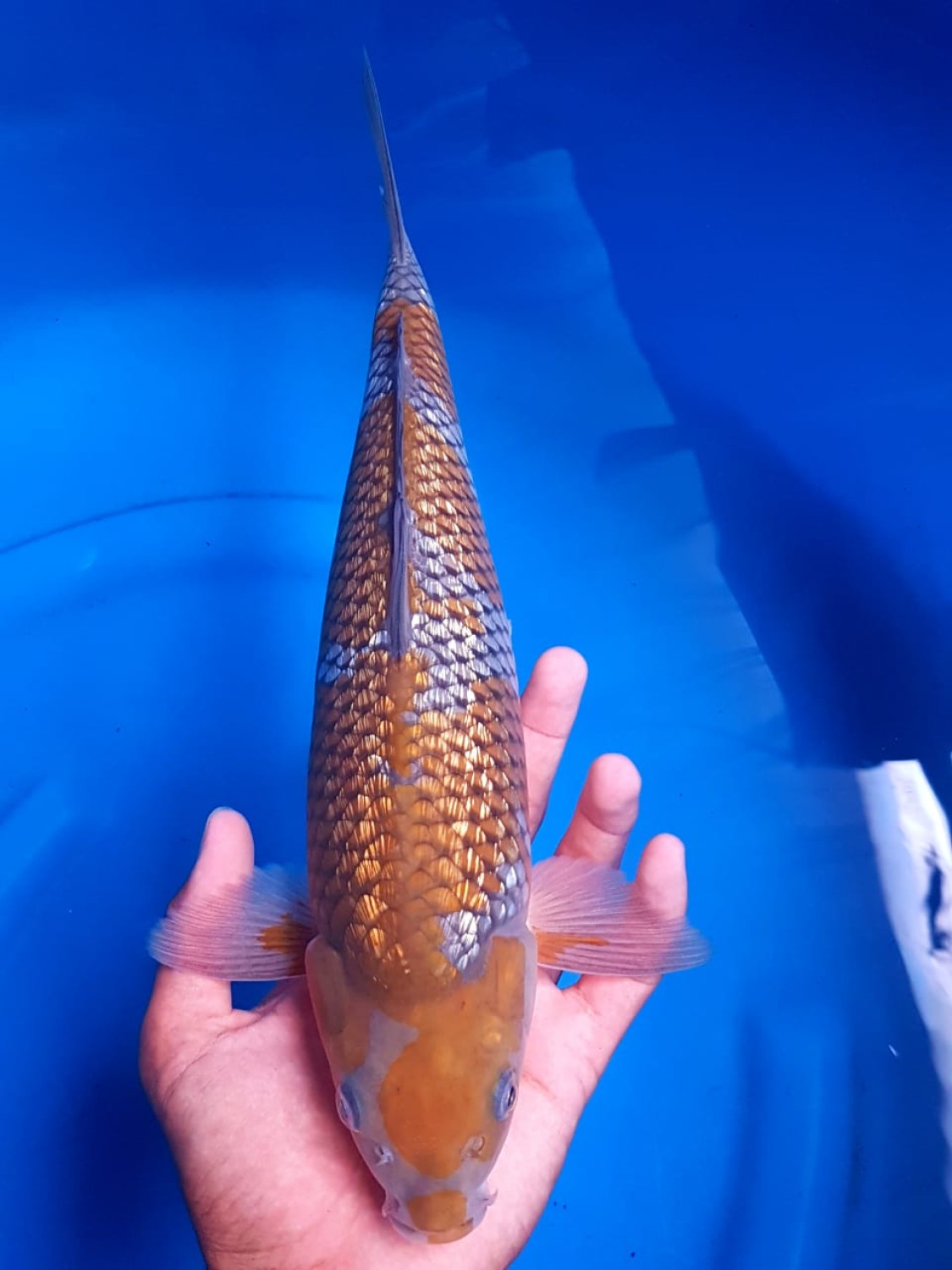 Juara 4