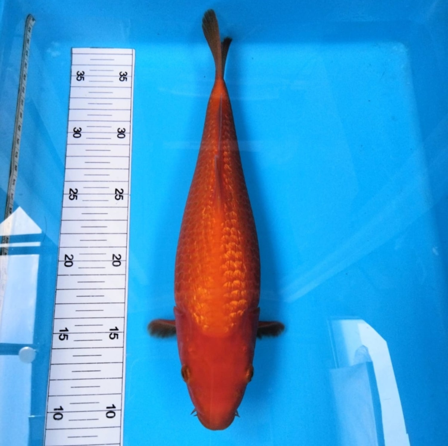 Juara 2