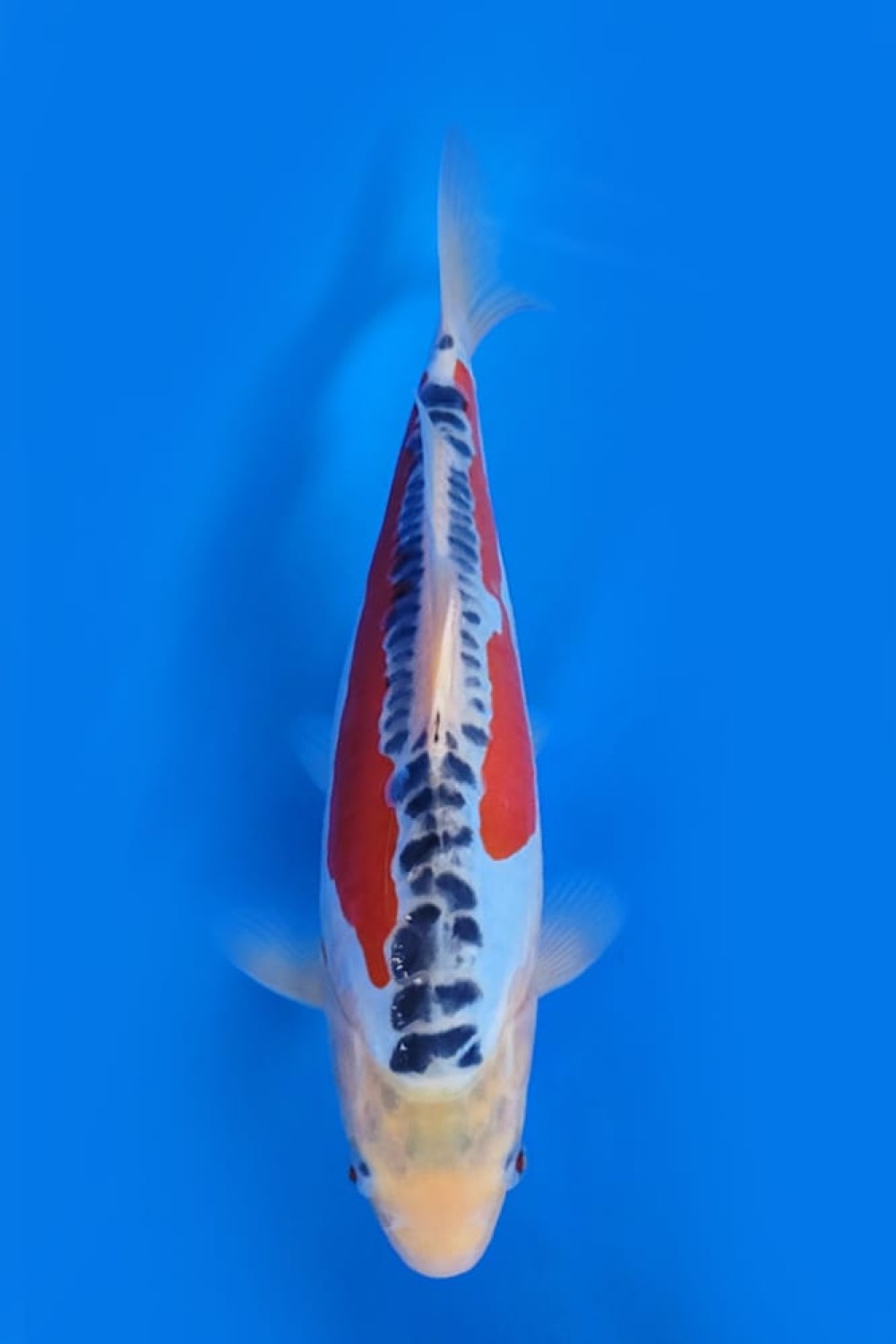 Juara 5