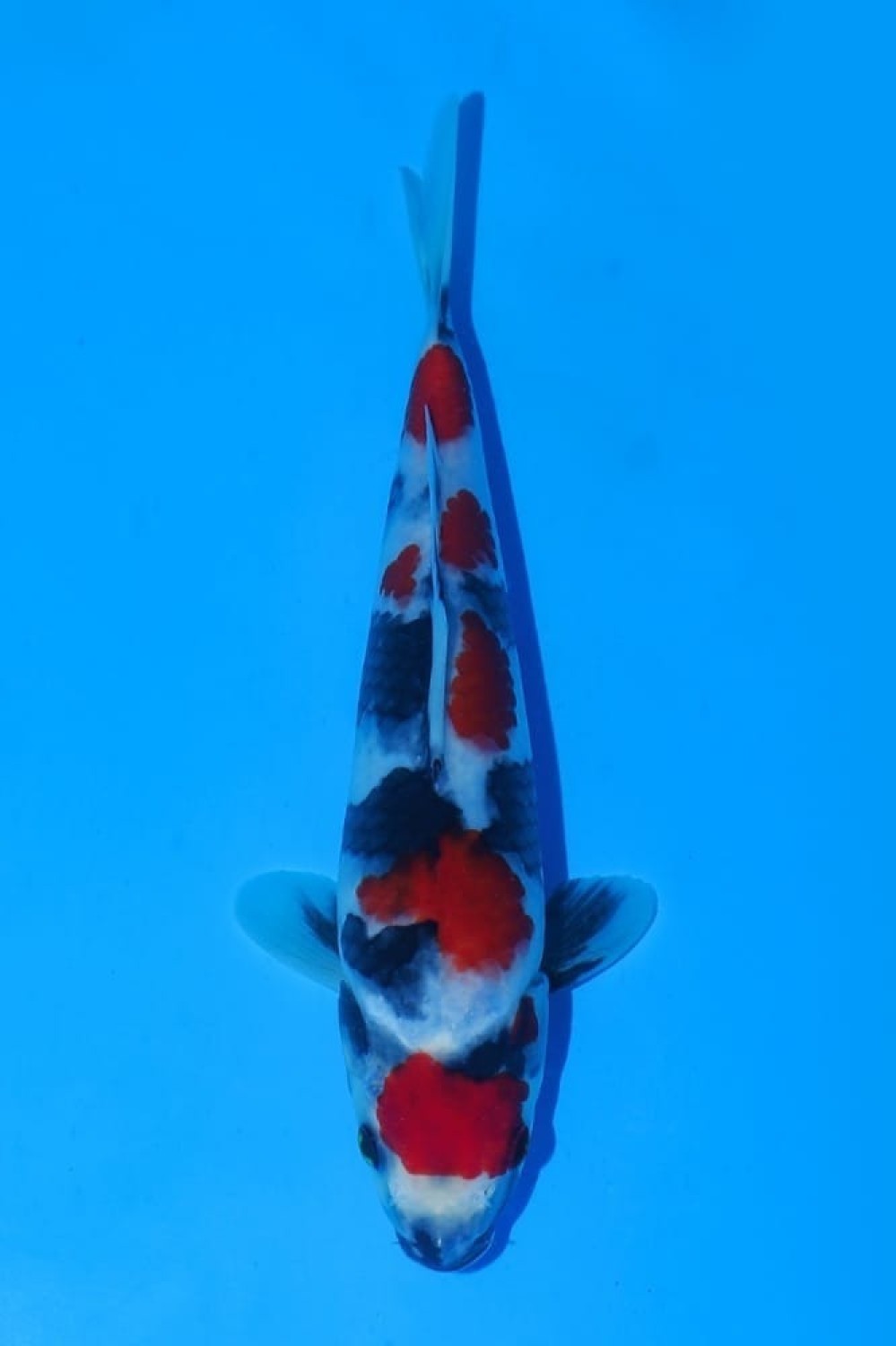 Juara 1