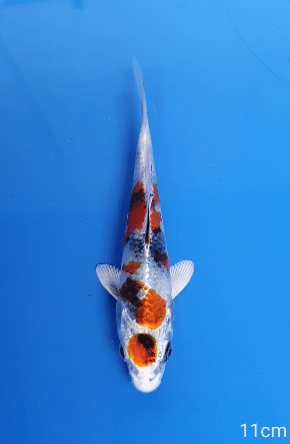 Juara 1