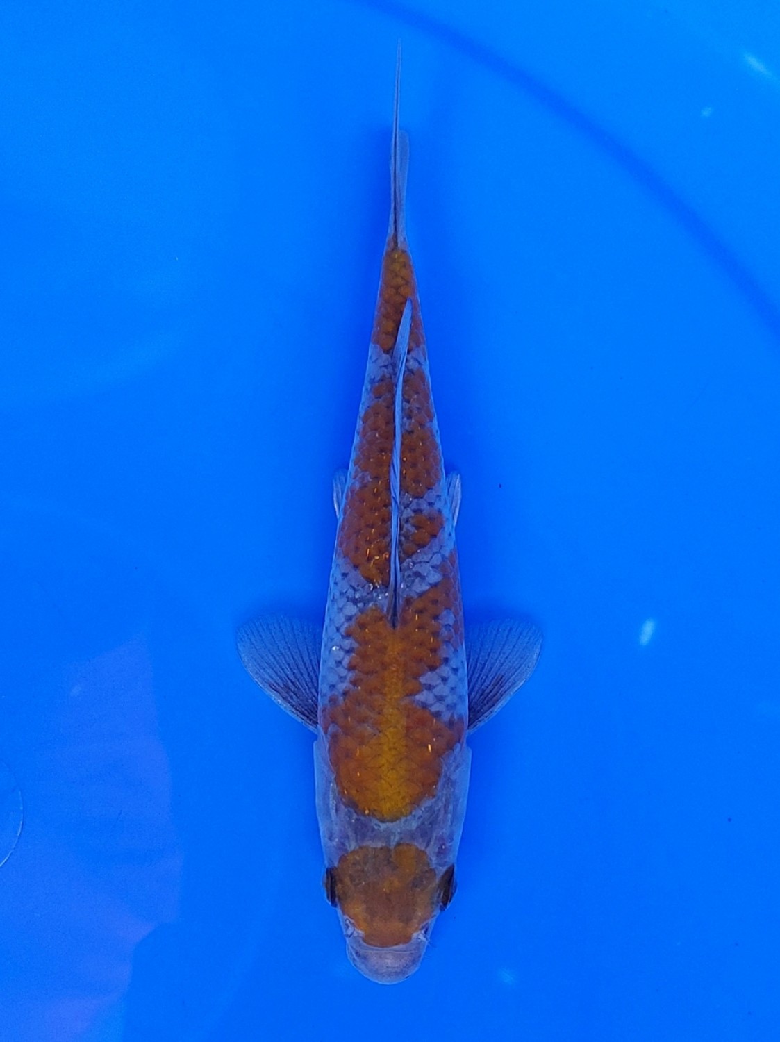 Juara 3