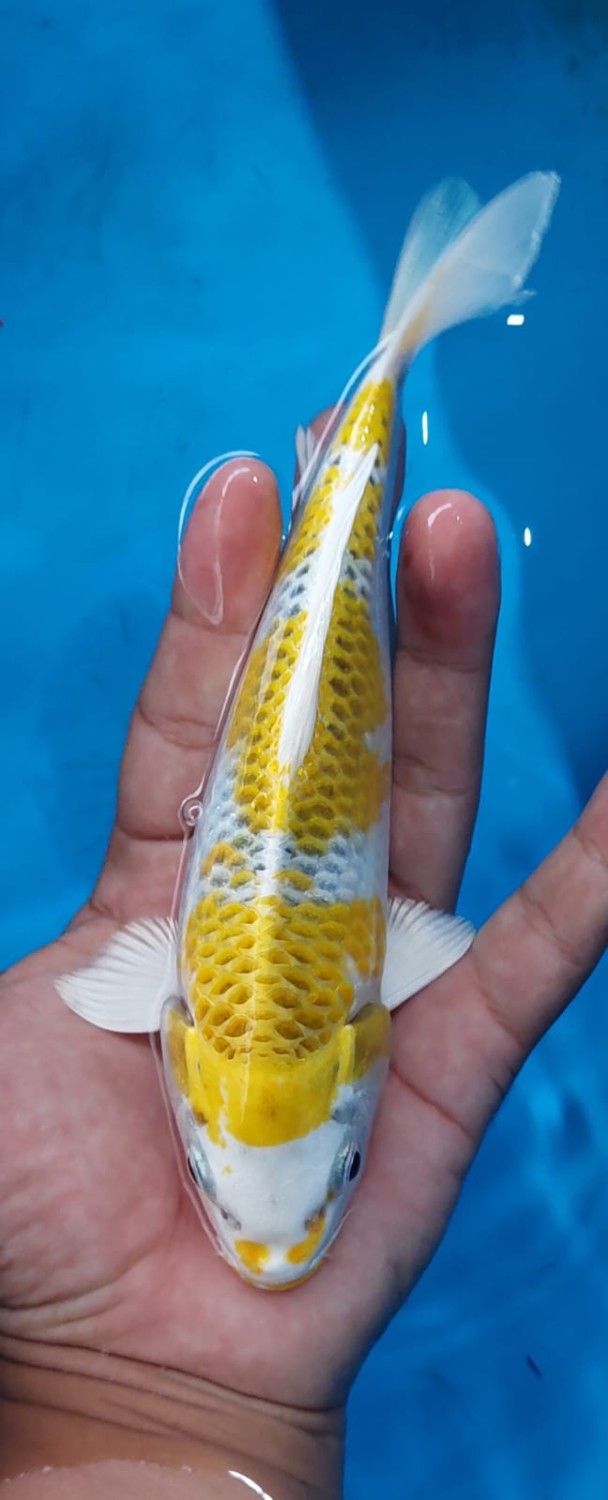 Juara 2
