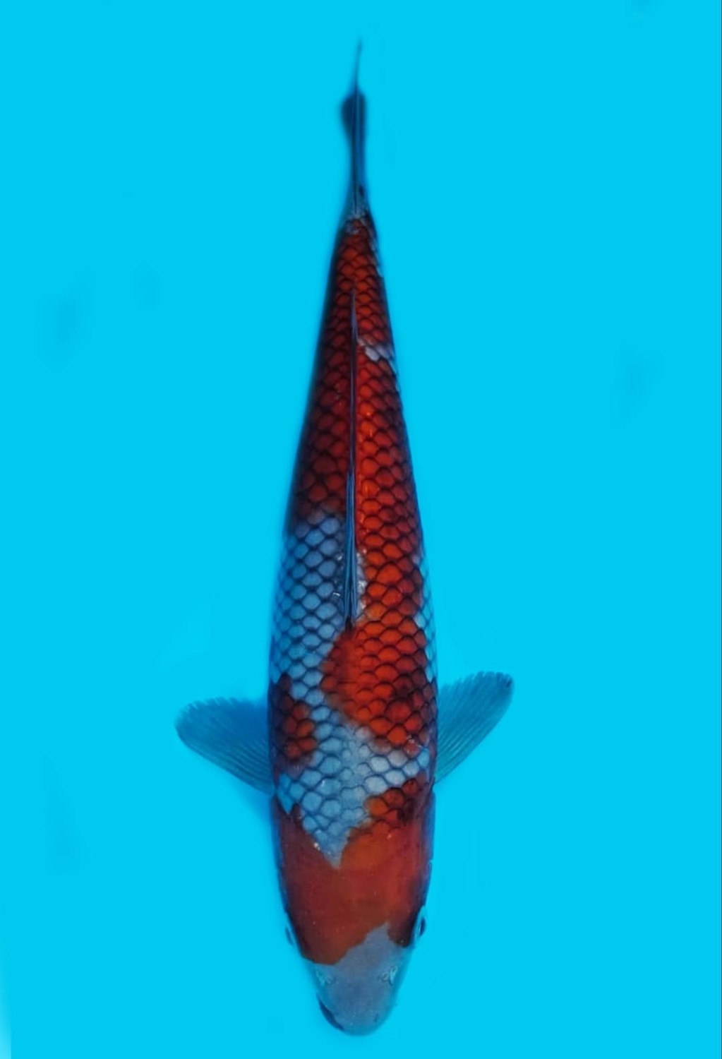 Juara 2
