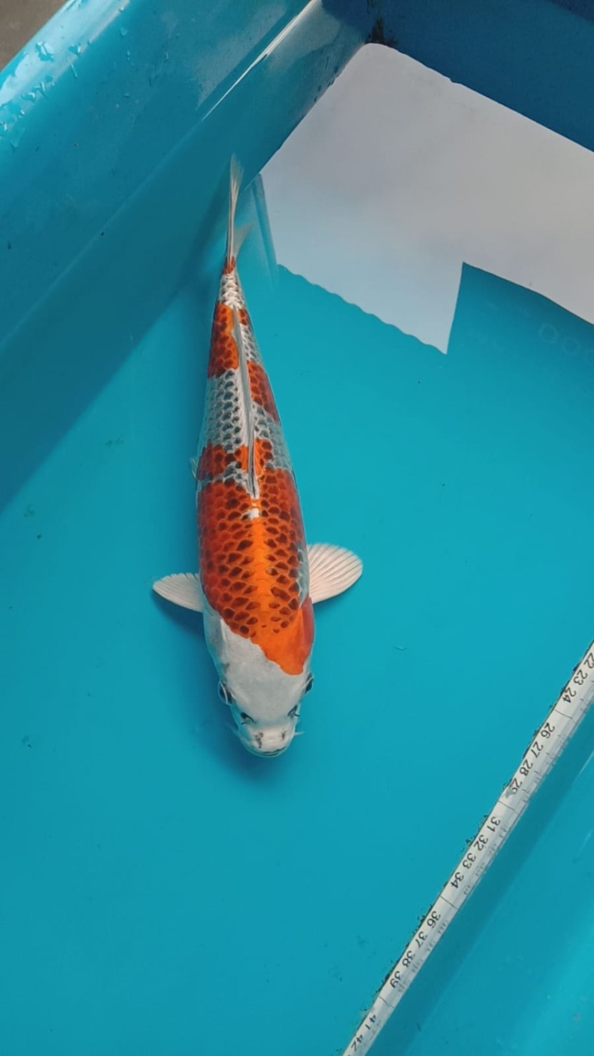 Juara 3
