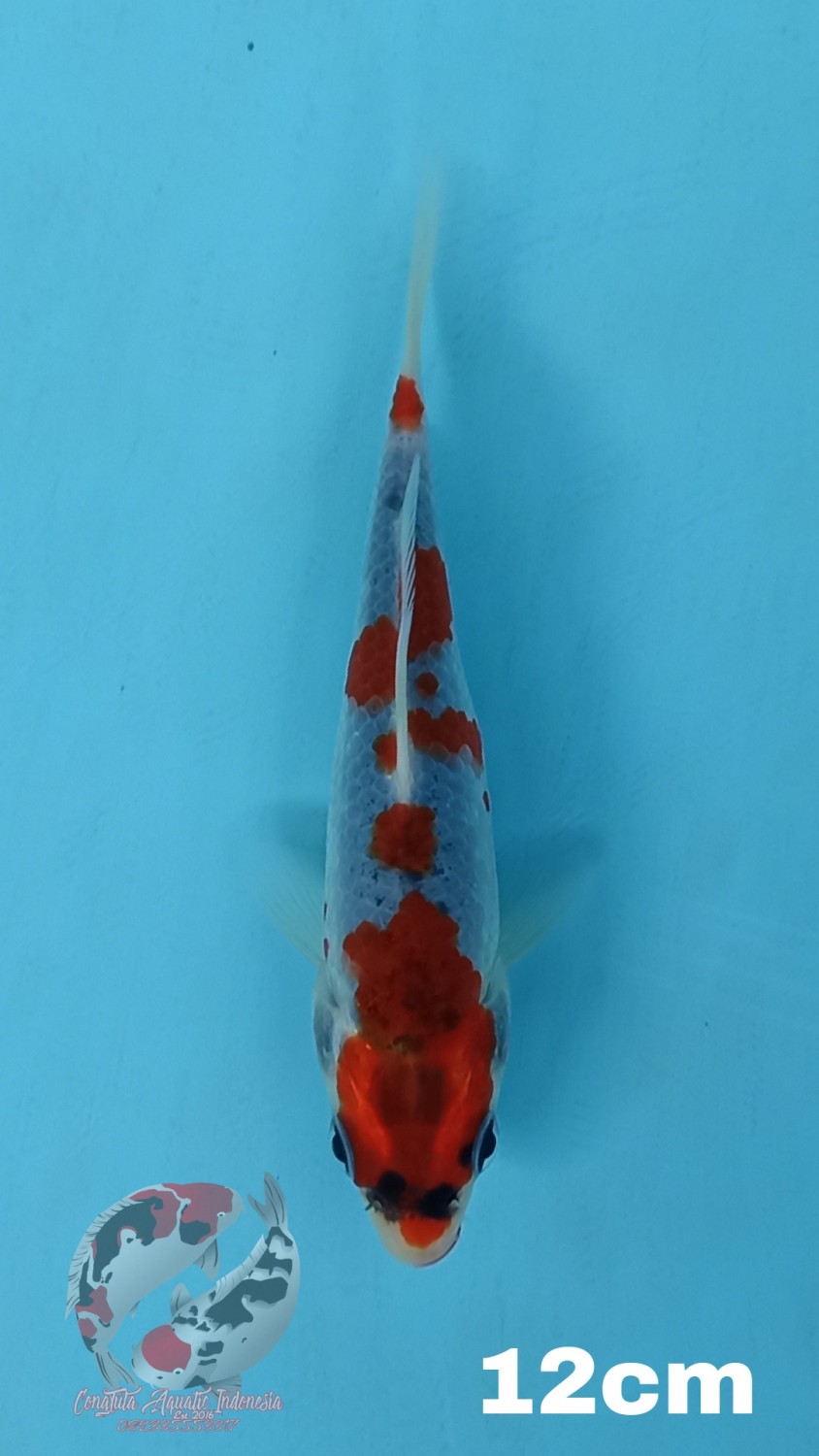 Juara 4