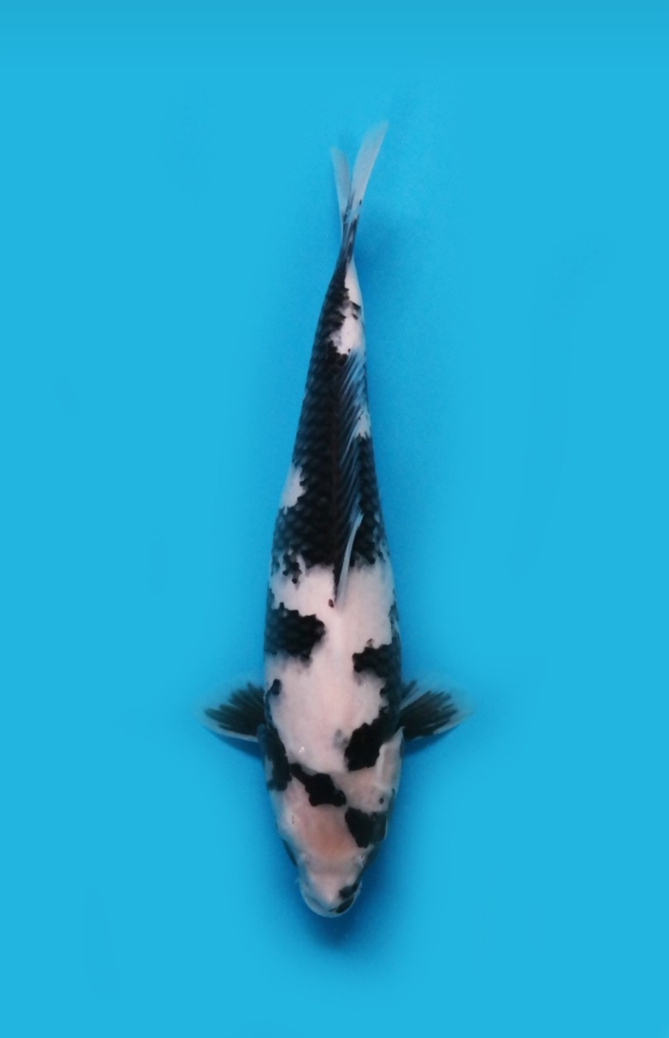 Juara 2