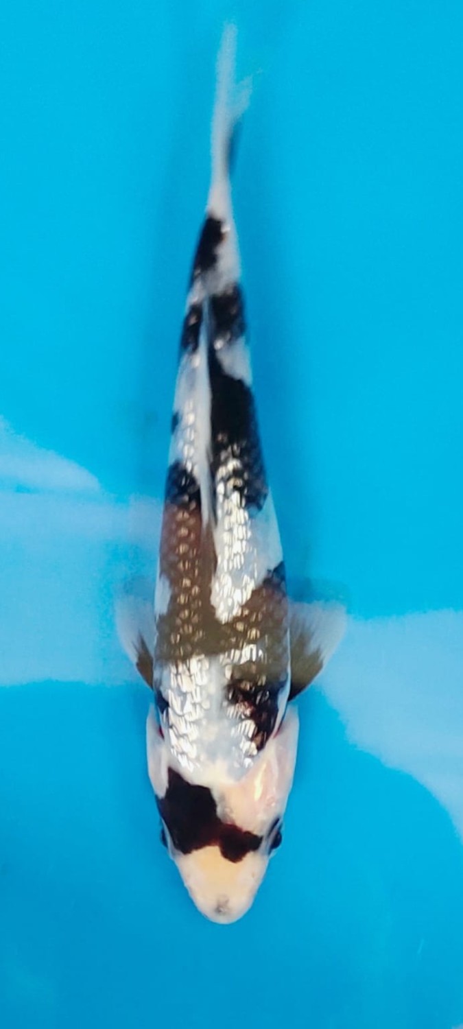 Juara 5